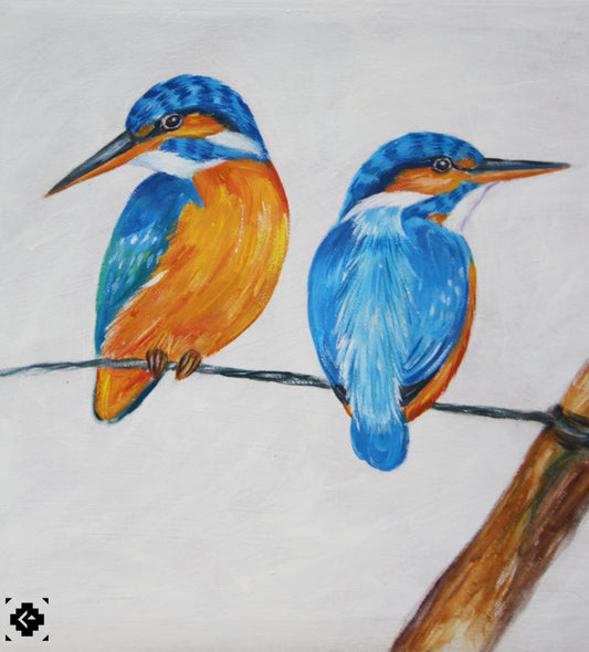 Malachite Kingfishers